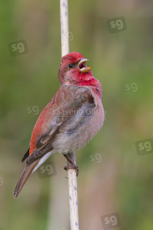 Common Rosefinch